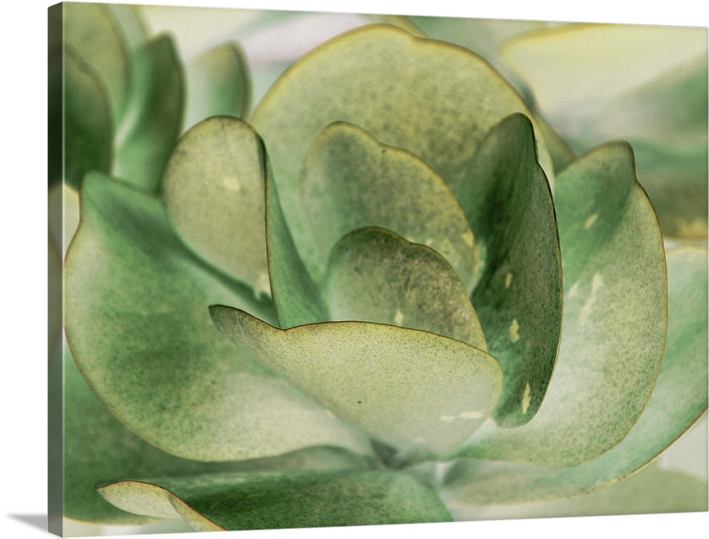 A macro photograph of a succulent plant.