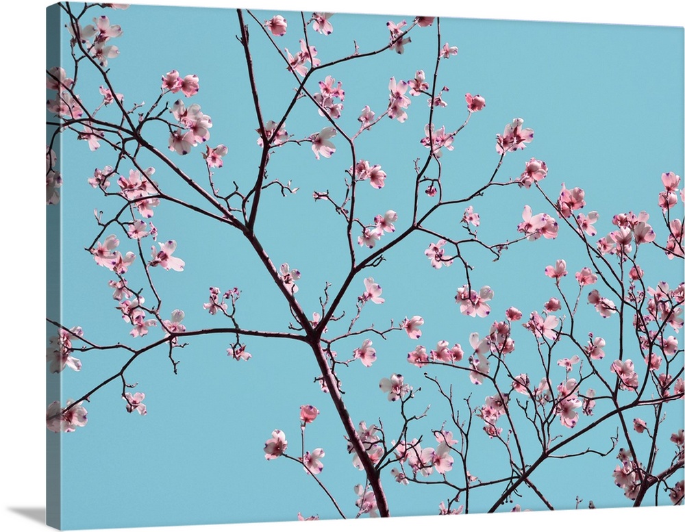 A snapshot of nature and its beauty, this photo features white cherry blossoms and their branches against a bright blue sky.