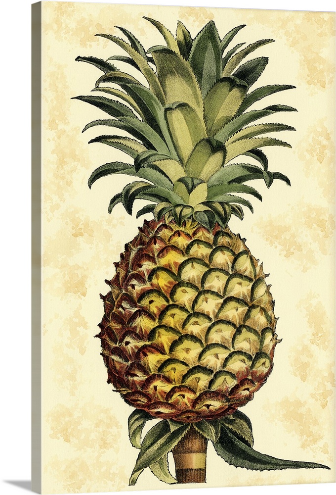 Vintage stylized illustration of a pineapple.