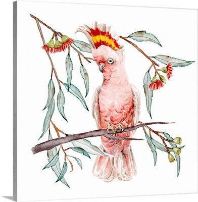 Pink Cockatoo I