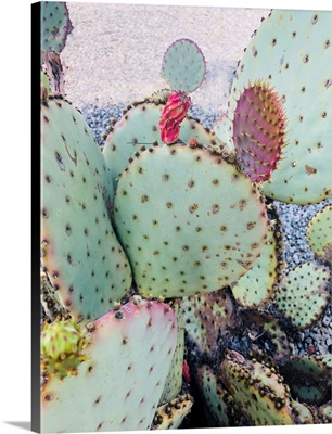 Pink Green Cactus II