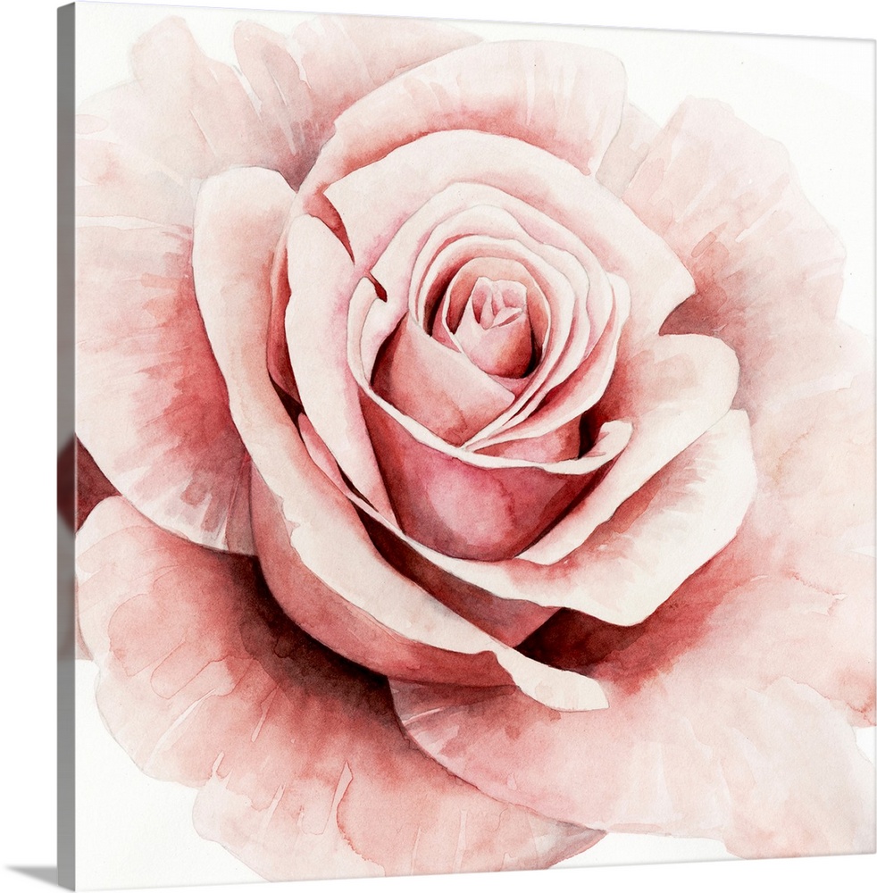 Square watercolor painting of a pink rose.