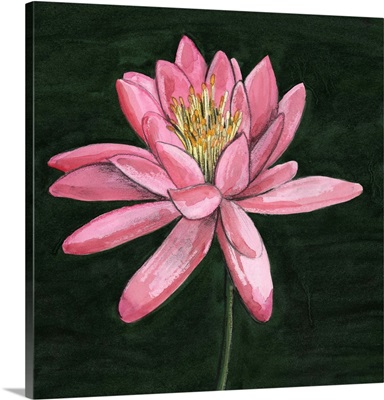 Pink Waterlily I