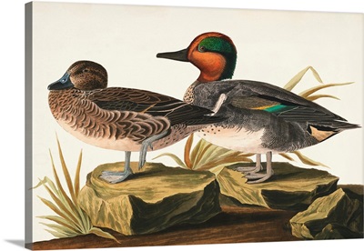 Pl 228 Green-Winged Teal
