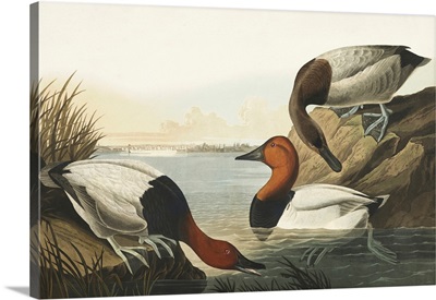 Pl 301 Canvas-Backed Duck