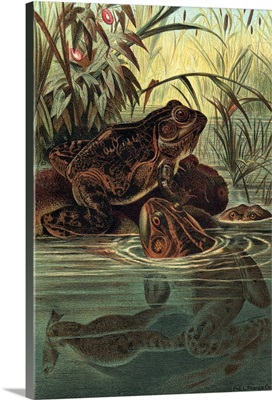 Pond Frogs
