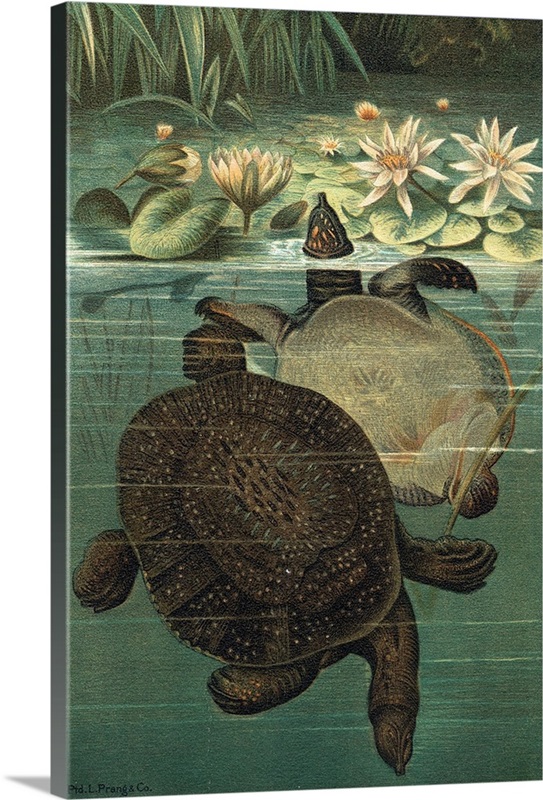 Pond Turtles Wall Art, Canvas Prints, Framed Prints, Wall Peels Great