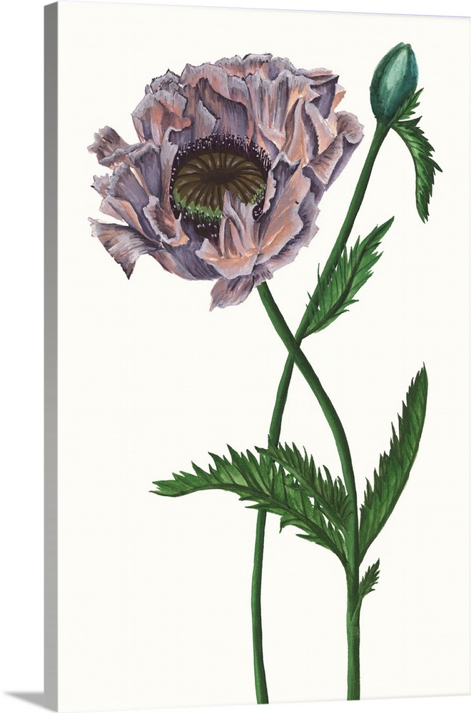 Home decor artwork of an illustration of a purple poppy.