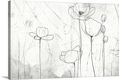 Poppy Sketches II