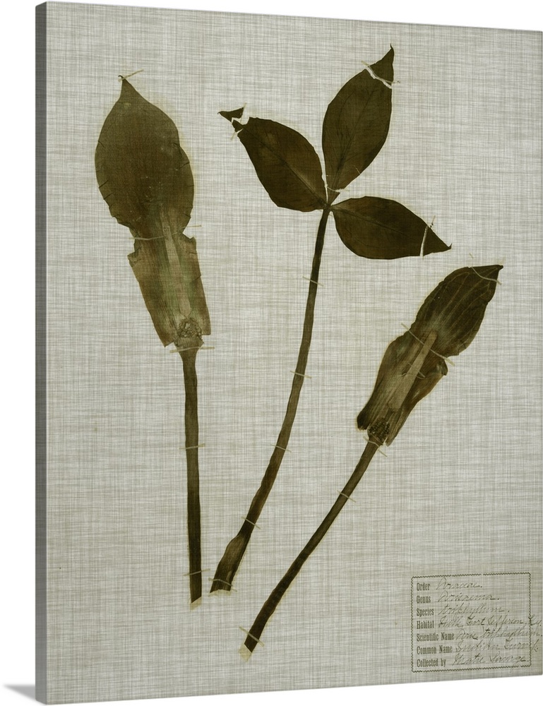 Decorative artwork featuring pressed flowers and foliage that is silhouetted against a tan linen texture.