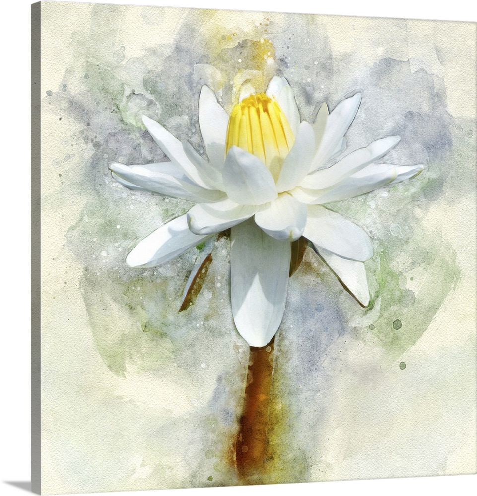 A white water lily rendered in watercolors.
