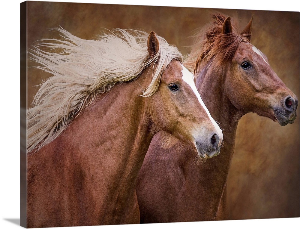 A photograph of two brown horses running side by side.