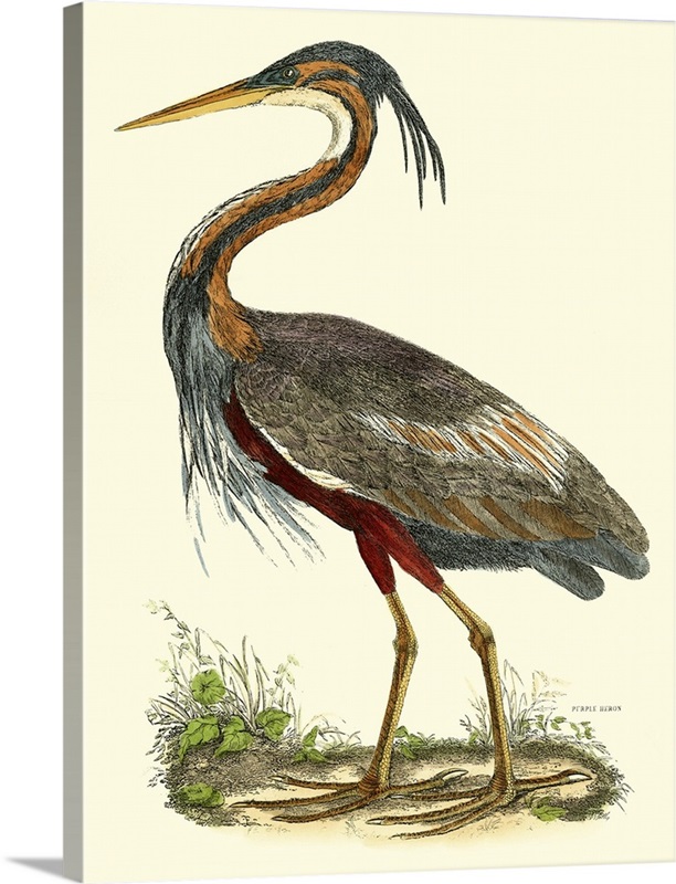 Purple Heron Wall Art, Canvas Prints, Framed Prints, Wall Peels Great