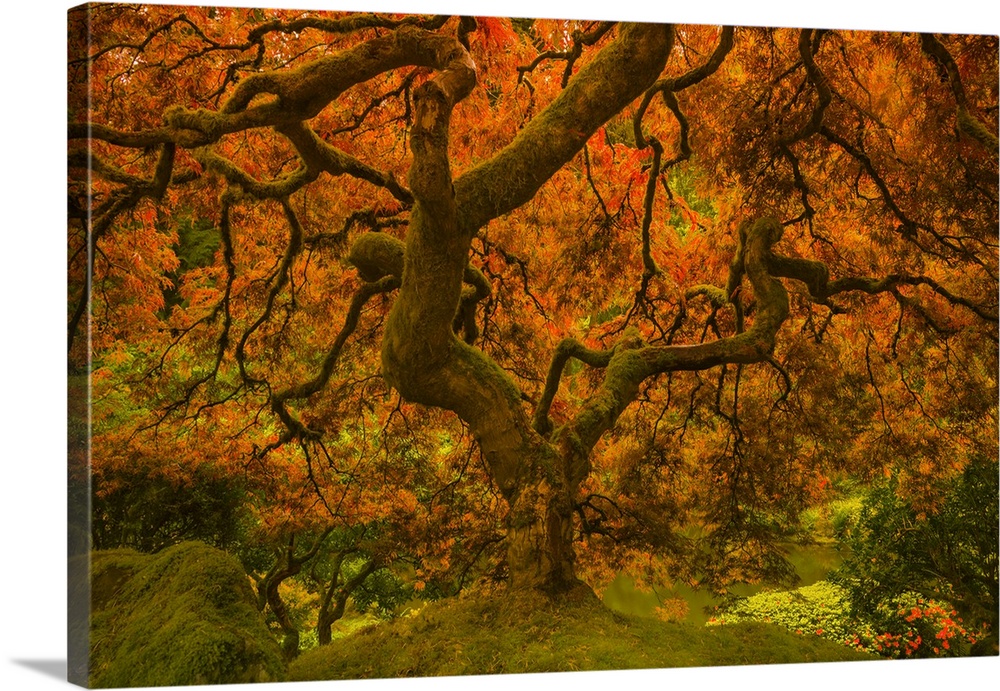 In this photograph, leaves of orange radiance cascade the twisting old branches of a tree while rich greens complete the f...