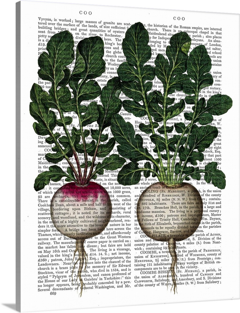 Botanical illustration of radishes painted over a vintage dictionary page.