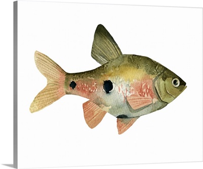 Rainbow Fish III