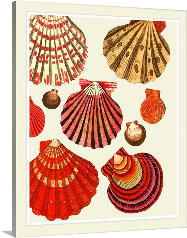 Red and Cream Clam Shells | Great Big Canvas