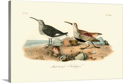 Red-backed Sandpiper