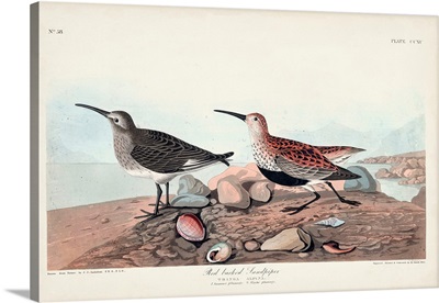 Red-Backed Sandpiper