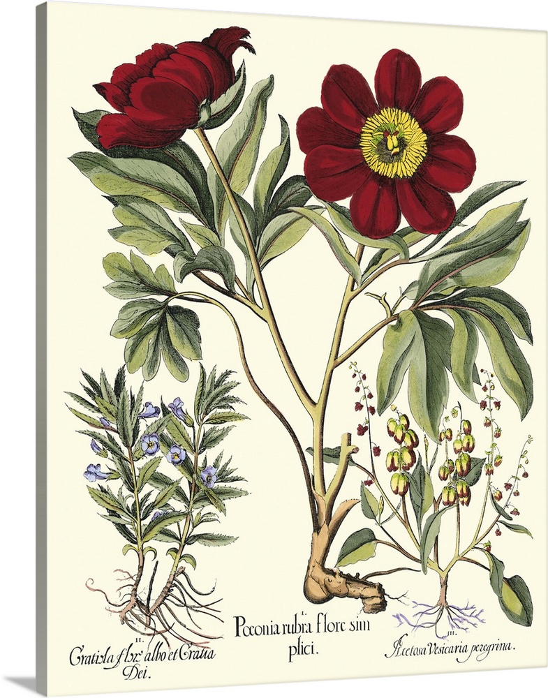 Contemporary artwork of a vintage style botanical illustration.