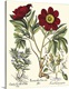 image thumbnail of Contemporary artwork of a vintage style botanical illustration.