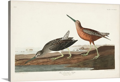 Red-Breasted Snipe