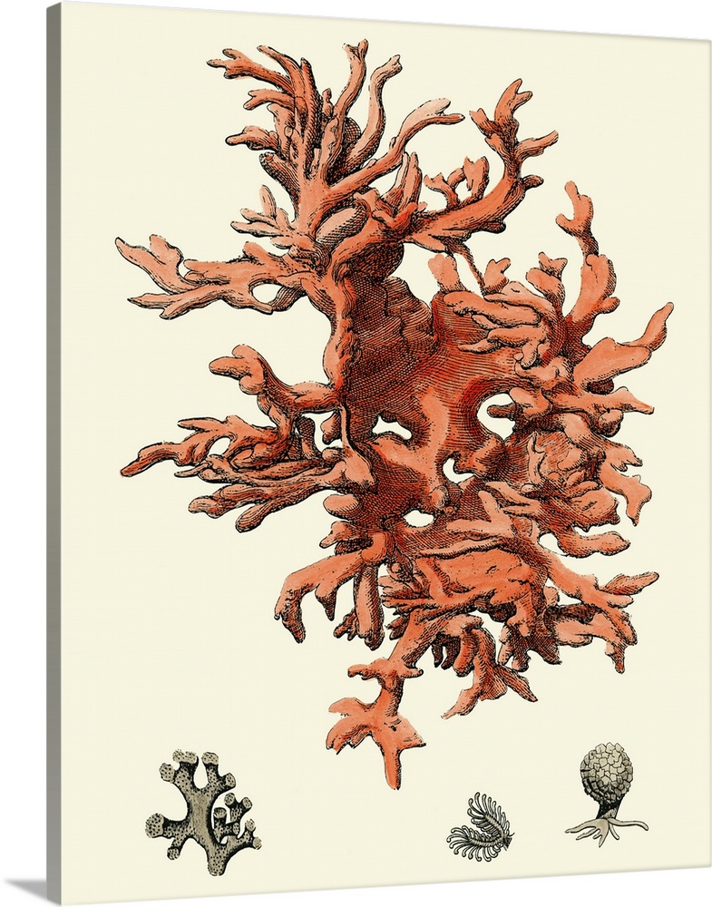 Contemporary artwork of a vintage style red coral illustration.
