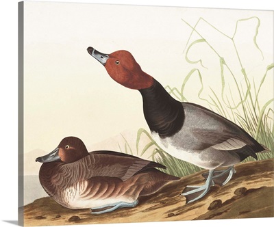 Red-Headed Duck