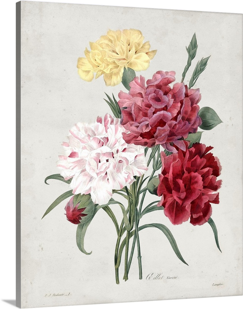Vintage-inspired botanical illustration of a multi-colored bouquet.