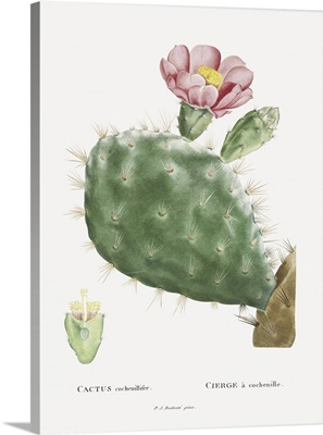 Redoute Cactus III