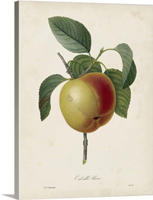 Redoute's Fruit IV