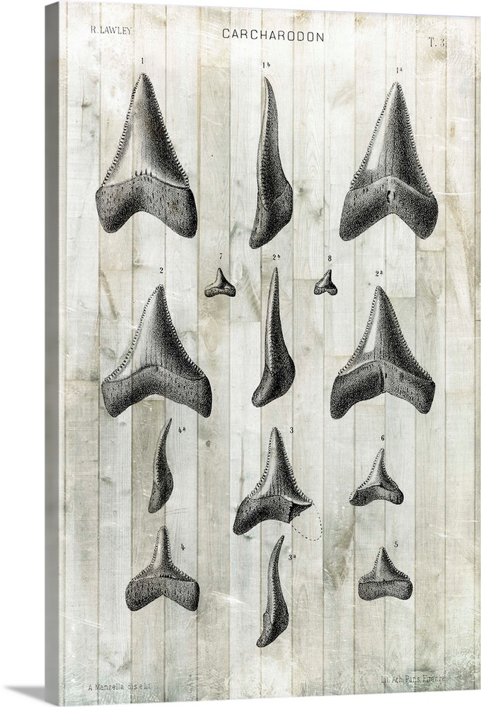 Contemporary artwork of illustrated shark teeth in a vintage style.