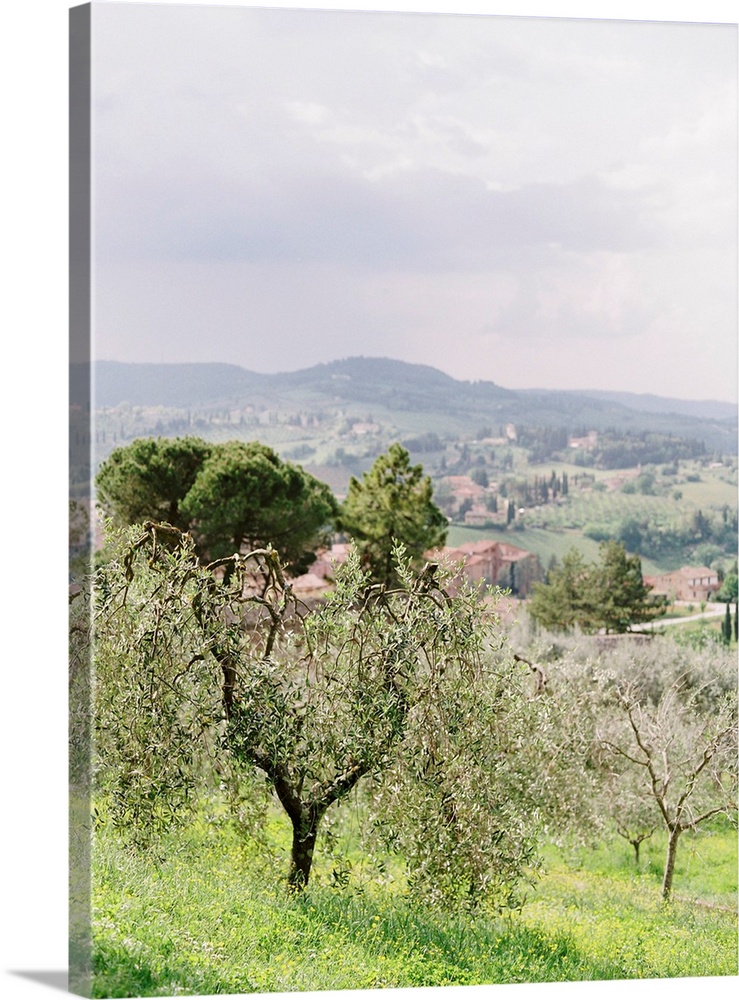 Photograph of olive trees by the side of the road, Tuscany, Italy.