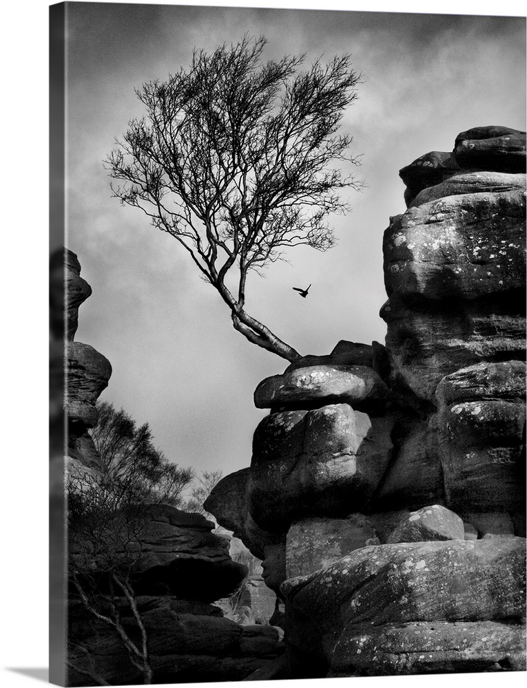 A black and white photograph of a bent tree jetting out from a rock formation.