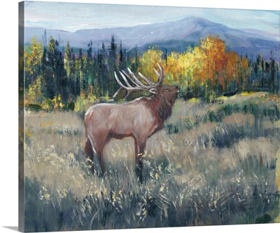 Rocky Mountain Elk II