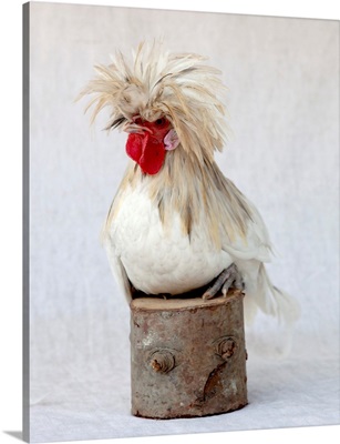 Rod The Rooster I