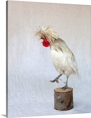 Rod The Rooster IV