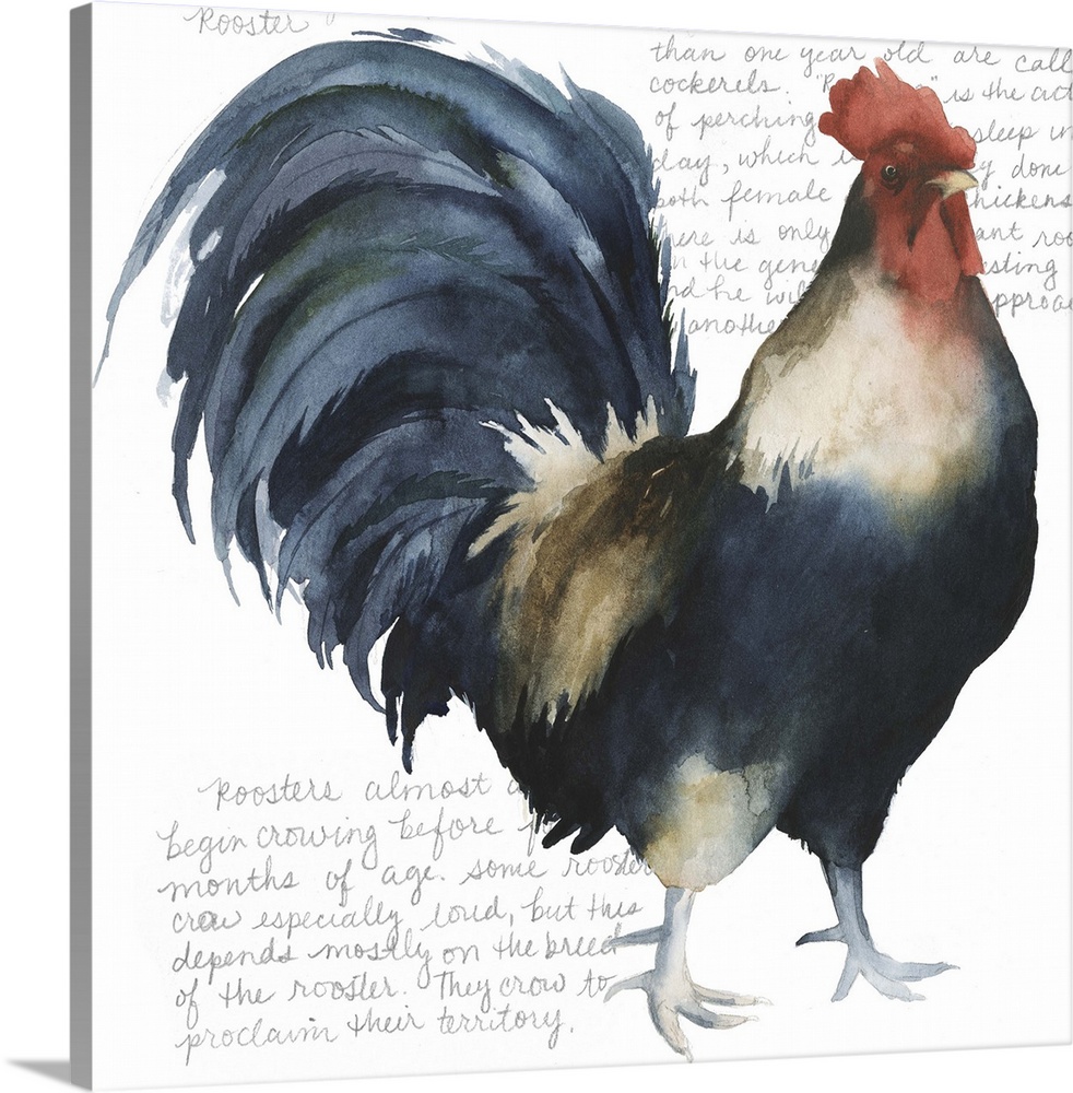 Watercolor painting of a proud rooster, with handwritten text.