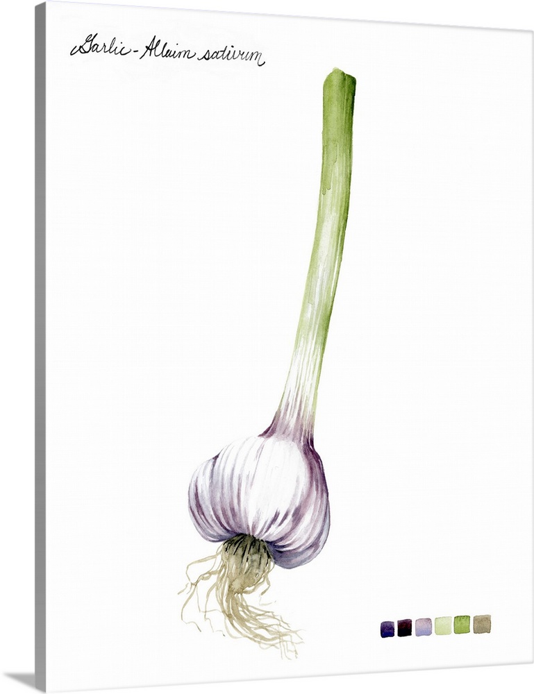 Watercolor illustration of a single bulb of garlic, with a color palette.