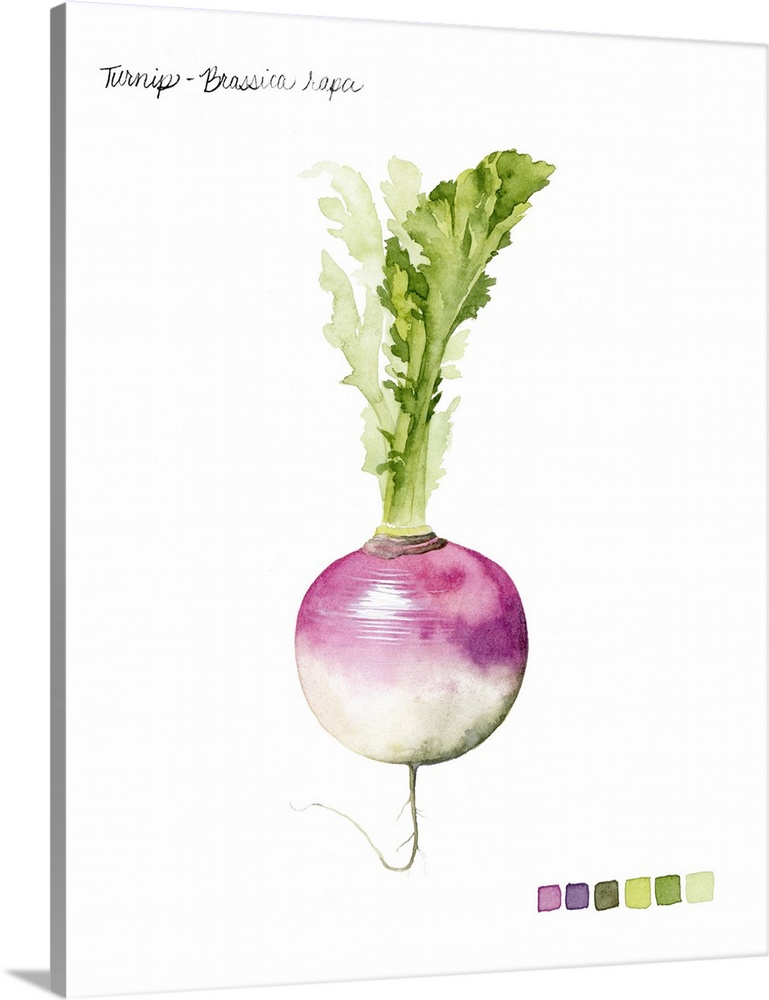 Watercolor illustration of a turnip bulb, with a color palette.