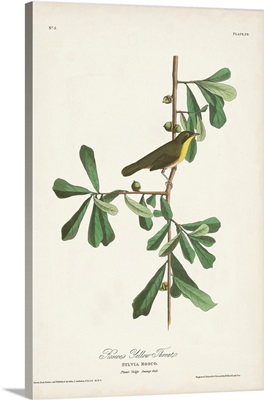 Roscoe's Yellow Throat