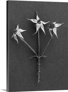 Rose Hip image thumbnail