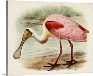 Roseate Spoonbills II image thumbnail