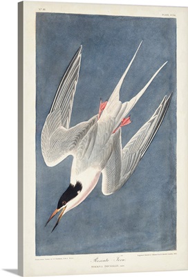 Roseate Tern