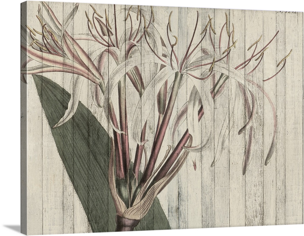 Contemporary artwork of botanical illustration overlaid vertical shiplap.