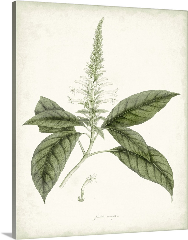 Sage Botanical II