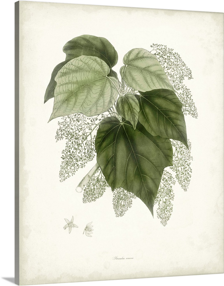 Sage Botanical III