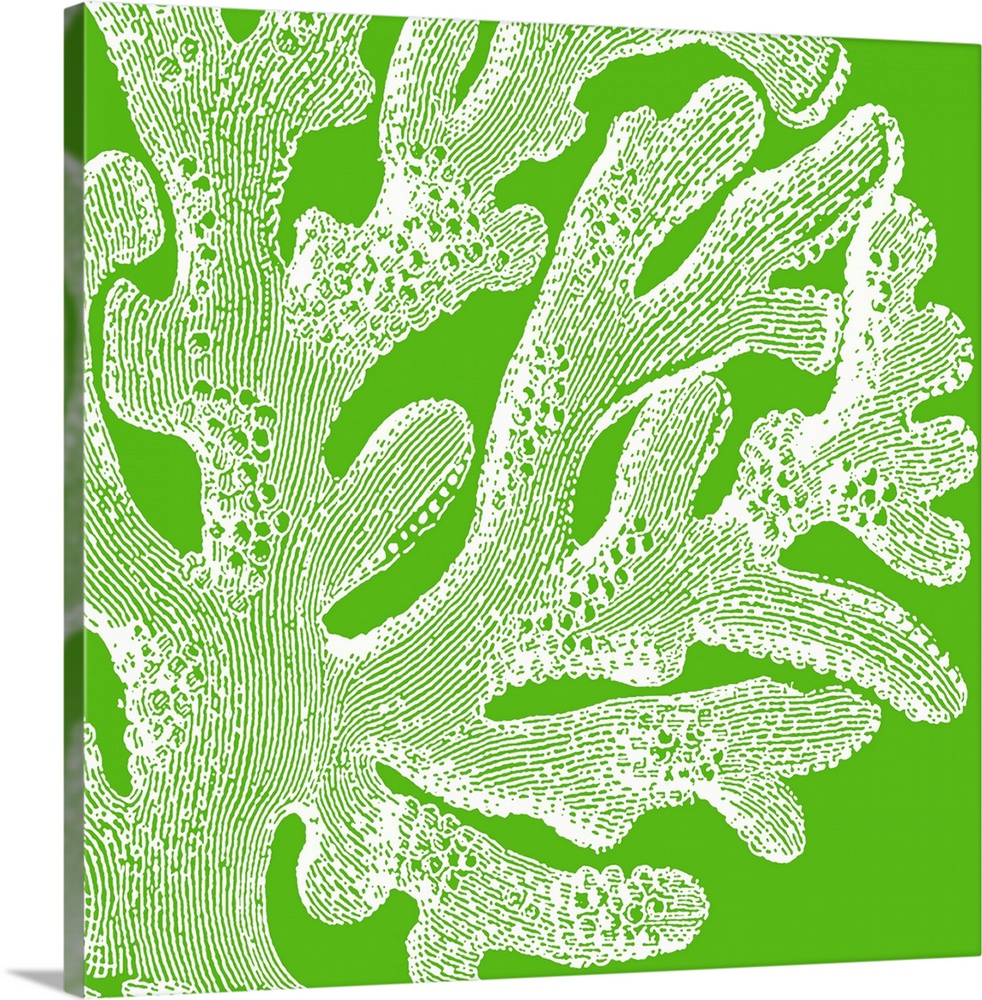 Up-close stencil illustration of a piece of coral.