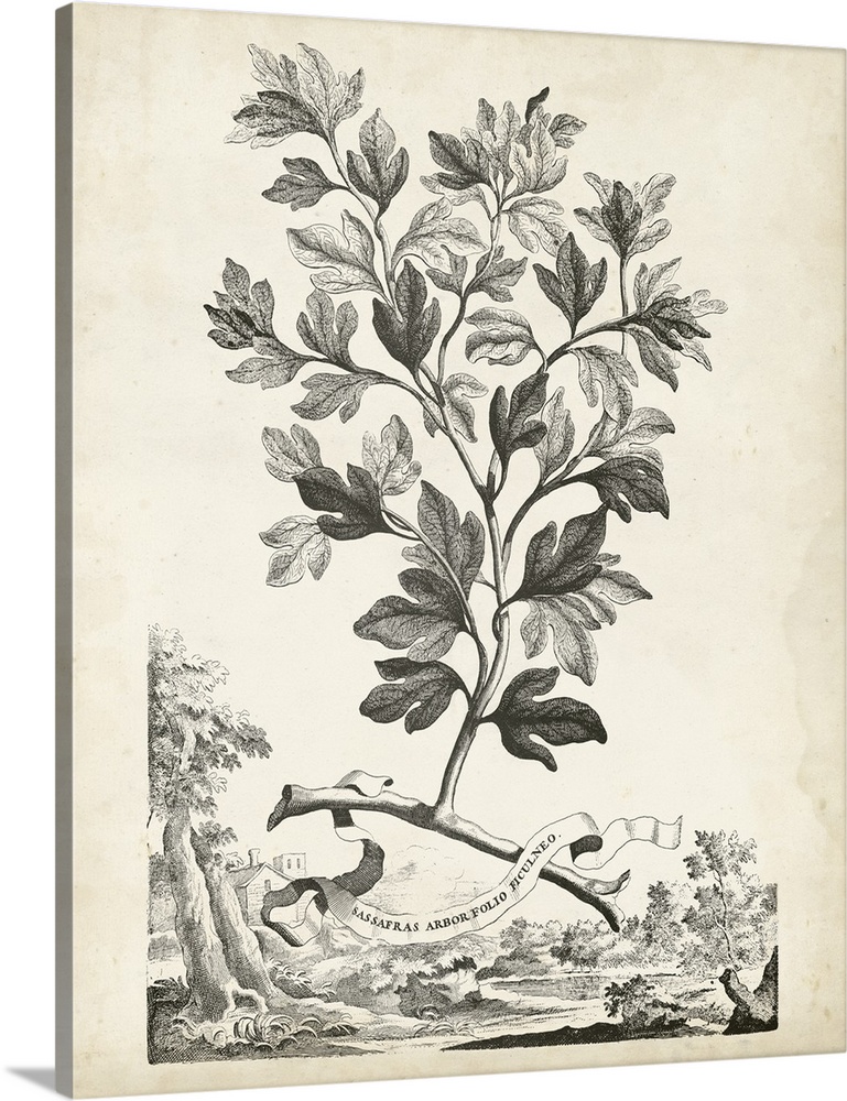 Vintage botanical illustration of a leafy plant on parchment.