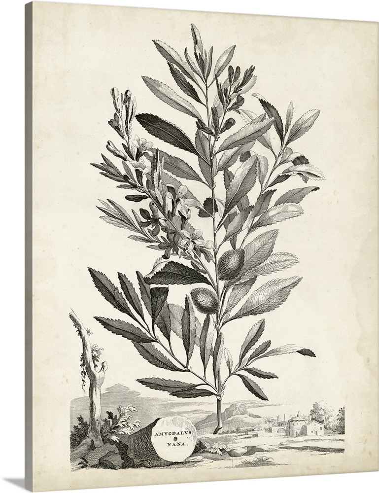 Vintage botanical illustration of a leafy plant on parchment.